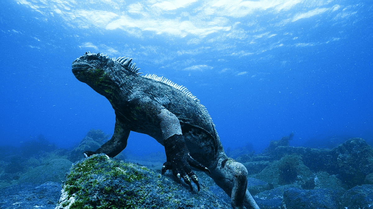 Cover Image for Iguanas